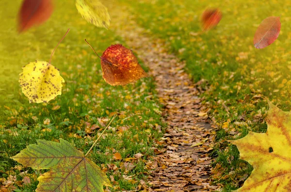 明るいカラフルな秋の背景を残します 秋は自然の背景を残します 公園内の紅葉 — ストック写真