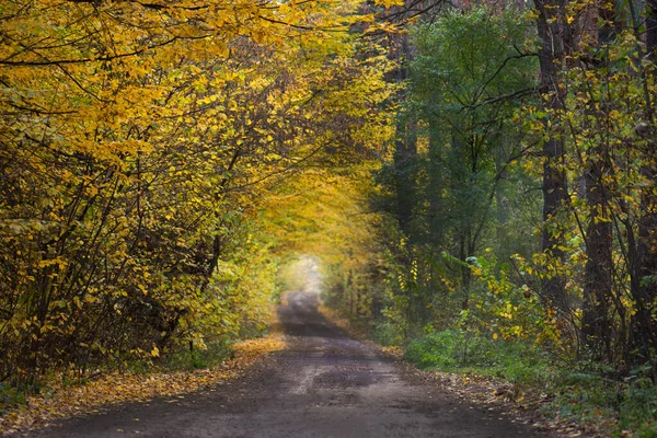 Herbstwald Bei Sonnenuntergang Herbst Malerische Straße Sonnenlicht Durch Die Bäume — Stockfoto