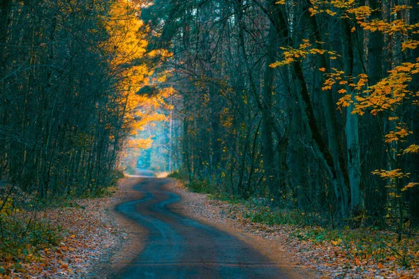 Die Straße Führt Durch Einen Düsteren Mystischen Park Geheimnisvoller Märchenwald — Stockfoto