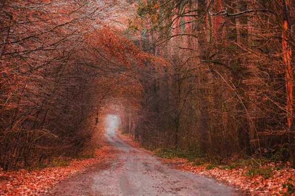 Herbsttunnel Durch Bewaldete Landschaft Toller Herbstlicher Tunnelpfad Durch Einen Bunten — Stockfoto