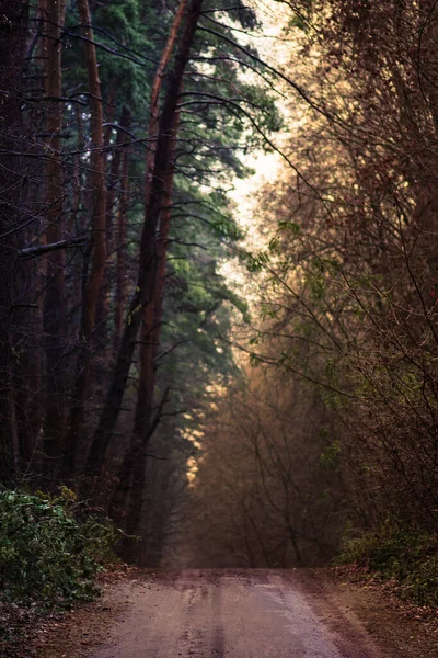 神秘的な魔法の秋の森 霧の中で農村部の魔法の道と森 神秘的な秋の恐ろしい道路 魔法の森のシーン 夢のような秋の霧の森 — ストック写真