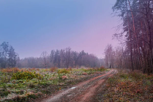 Automne Forêt Automne Forêt Automne Magique Chemin Automne Coloré Route — Photo