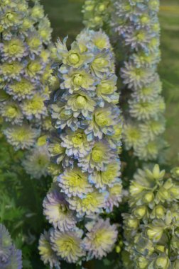 Dallarda büyüyen Delphinium Crystal Delight çiçekleri. Açık havada güzel kokulu çiçekler. Çiçekler Kristal Lezzet Bahçede ekildi.