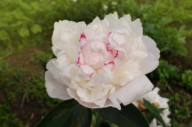 Beyaz şakayıklar çiçek açıyor. Şakayık yaz çiçekleri. Güzel beyaz şakayık arka planı. Beyaz şakayık çiçeğini kapat