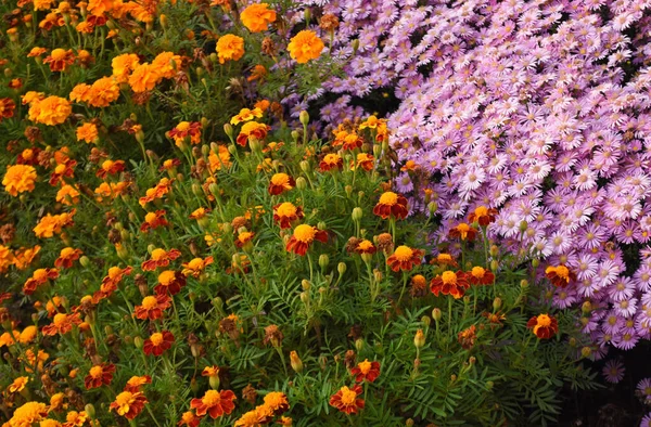 Buntes Herbstbeet Auf Einer Rasenfläche Blumen Auf Sonnigem Herbstparkhintergrund Blumen — Stockfoto