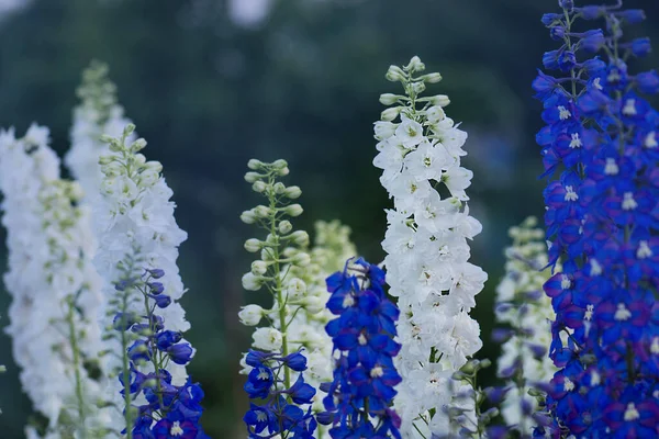 Цветущий Дельфиний Прекрасная Жаворонок Расцветает Свеча Larkspur Завод Цветами Размытом — стоковое фото