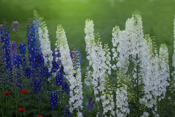 Fleurs Delphinium Fleurs Belles Fleurs Alouette Bougie Larkspur Plante Avec — Photo