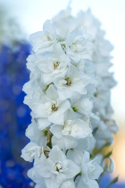 Friss Csokor Természetes Gyönyörű Virág Pályán Delphinium Fehér Virágok Virágzó — Stock Fotó