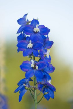 Bahçede Delphinium var. Delphinium düşük karışım. Bu çiçekli bitkinin yüksekliği yaklaşık iki metre.