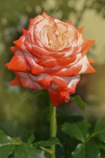 花园里盛开着白玫瑰和红玫瑰 花园里有红白相间的玫瑰 玫瑰Imperatrice Farah — 图库照片
