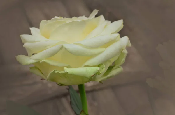 Λευκά Τριαντάφυλλα Στον Καλοκαιρινό Κήπο Λευκά Τριαντάφυλλα Λευκό Τριαντάφυλλο Φυτρώνει — Φωτογραφία Αρχείου