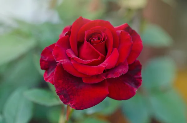 Natürliche Rote Rosen Hintergrund Rote Rose Blume Hintergrund — Stockfoto