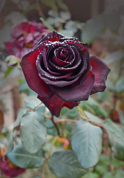 Rosa Vermelha Pequenos Cristais Gelo Jardim Rosa Coberta Neve Flor — Fotografia de Stock