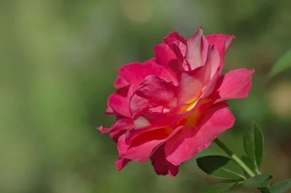 Beautiful red rose. Combining  lemon yellow to red.  Beautiful two tone flower Rose Shanty.