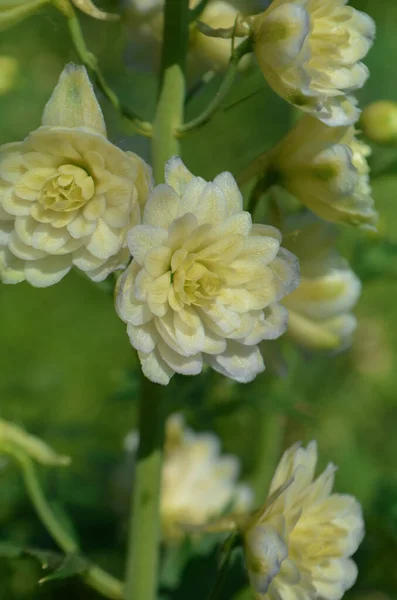 デルフィニウムの花の植物を持つバイオガーデン 花畑のある風景 前衛的に成長するデルフィニウムの花の植物 — ストック写真