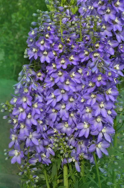 Niebieski Delphinium Rośnie Ogrodzie Podwójny Niebieski Kwiat Delphinium Kolekcji — Zdjęcie stockowe