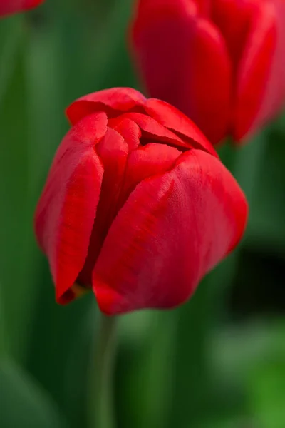 Tulipanes Rojos Sobre Fondo Jardín Tulipán Rojo Colorido — Foto de Stock