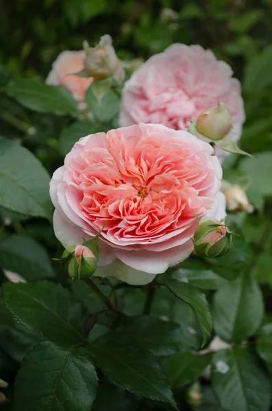 Rosen Garten Große Frottee Blumen Rosa Stieg Auf Dem Feld — Stockfoto