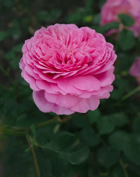 Rosen Garten Große Frottee Blumen Rosa Stieg Auf Dem Feld — Stockfoto