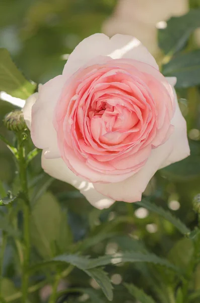 Roses Roses Blanches Eden Rose Jardin Été Avec Roses Anglaises — Photo