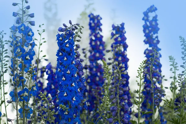 银花盛开 夏天花园中的兰花 — 图库照片