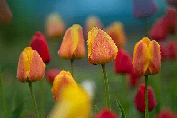 Krajobraz Polem Tulipanowym Wiosną Pole Tulipanów Wymieszać Kolor Kwiat Tulipana — Zdjęcie stockowe