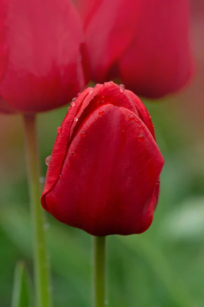 Viel Rote Tulpe Auf Dem Feld Schöne Rote Tulpe Feld — Stockfoto