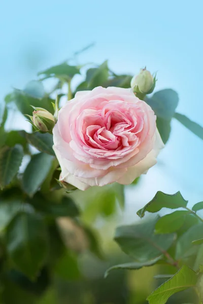 Summer beautiful pink roses flower. Climbing pink roses in garden