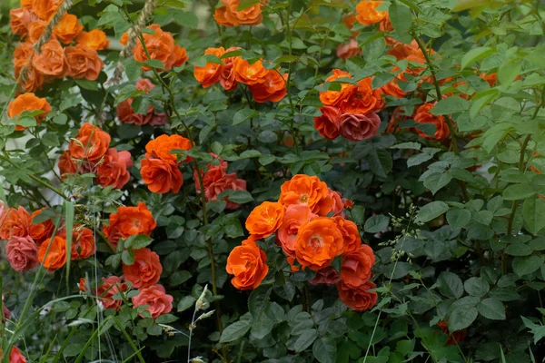 Belles Roses Orange Sur Fond Feuilles Vertes Fraîches Rose Orange — Photo