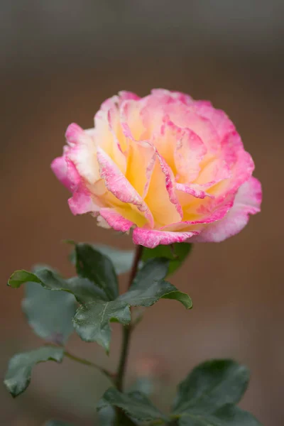 Rose Petel Change Yellow Pink Rose Peace Growing Outdoor — Stock Photo, Image