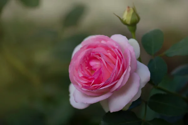 Vacker Rosa Ros Trädgård Vacker Rosenträdgård Våren Delikat Rosa Ros — Stockfoto