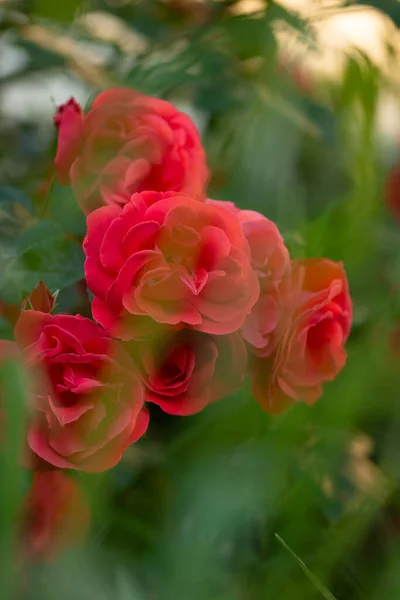 Red Park Rose Blume Hintergrund Rote Rosen Einem Strauch Einem — Stockfoto