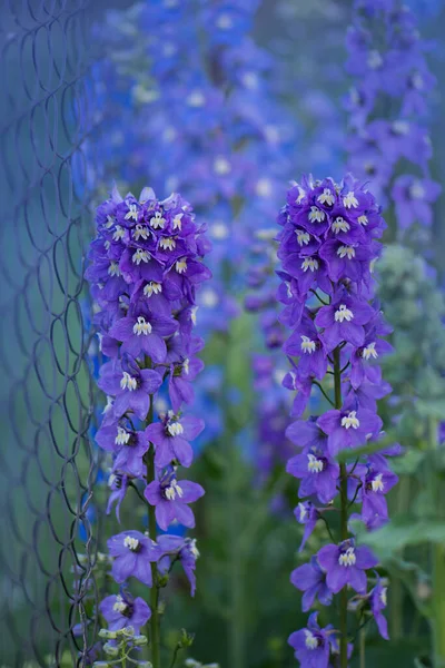 Niebieski Delphinium Rośnie Ogrodzie Podwójny Niebieski Kwiat Delfinium Błękitne Delphiniums — Zdjęcie stockowe