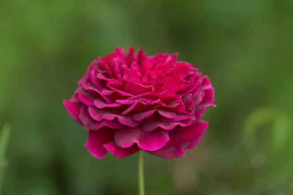 Lila Stieg Auf Den Zweig Garten Lila Violette Rosen Garten — Stockfoto