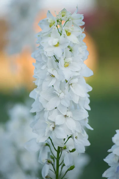 Campo Con Hermosas Flores Flores Delfinio Blanco Jardín Orgánico — Foto de Stock