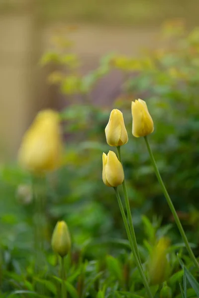 Beautiful yellow tulips. Yellow tulip field. Yellow tulip over green background