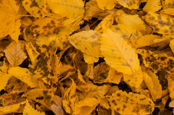 Herbst Laub Sonnigen Herbst Hintergrund Bunt Schöne Herbstblätter Textur Buntes — Stockfoto