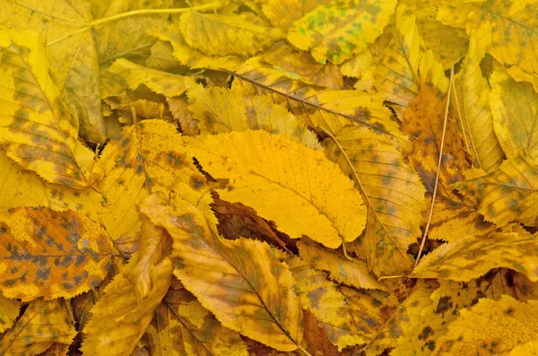 Kleurrijke Prachtige Achtergrond Van Gevallen Bladeren Herfst Bladeren Liggen Grond — Stockfoto