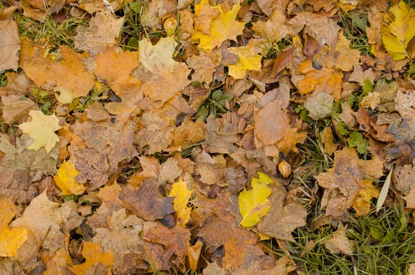 Der Herbst Hinterlässt Spuren Herbst Bunte Blätter Fallender Herbst Ahornblätter — Stockfoto