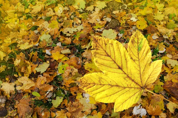 Bunte Ahornblätter Orange Gelb Rote Ahornblätter Herbsthintergrund Herbst Bunte Blätter — Stockfoto