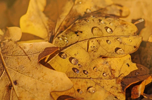 Automne Fond Feuilles Colorées Automne Laisse Fond Sur Forêt Feuilles — Photo