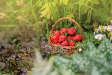 Çilek tarlalarının arka planında çilek ve çilek. Çilek topluyorum.