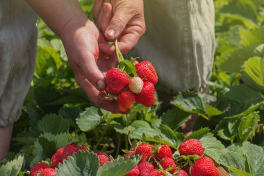 Bahçede kırmızı çilek toplayan kadın çiftlik işçisi. Kıdemli kadın taze çilek topluyor.