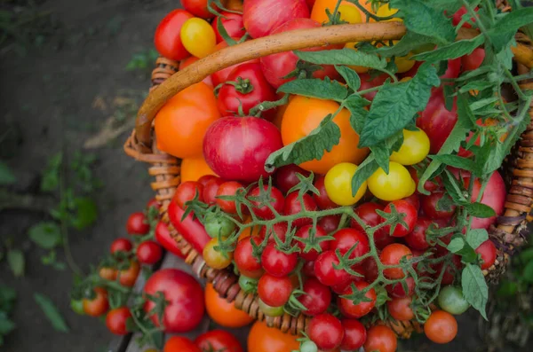Grande Cesta Cheia Tomates Diferentes Tomates Maduros Uma Cesta Fundo — Fotografia de Stock