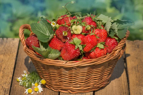 Strawberries Basket Harvesting Strawberries Basket Full Strawberries Strawberry Plants — Stock Photo, Image