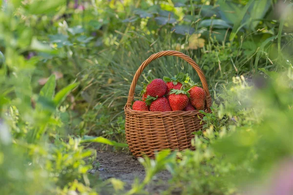 Strawberries Basket Field Harvesting Strawberries — Stock Photo, Image