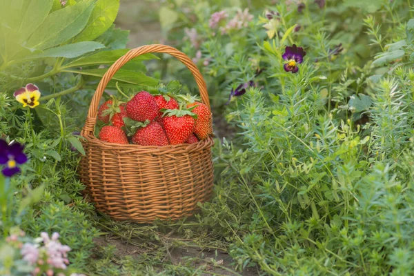 野草莓夏季食物 草莓生长在自然环境中 有叶子和盛开的花朵的草莓 — 图库照片