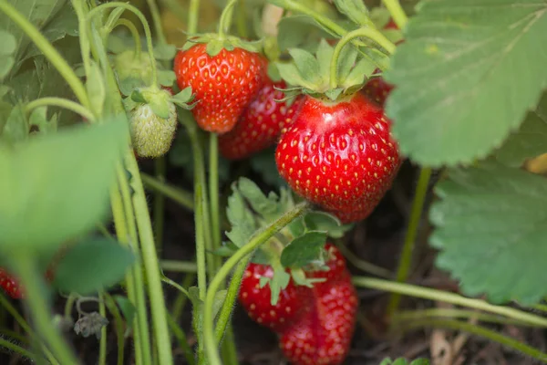 Frische Erdbeeren Auf Erdbeerpflanzen Auf Feldern Erdbeere Wächst Freien Schuss — Stockfoto