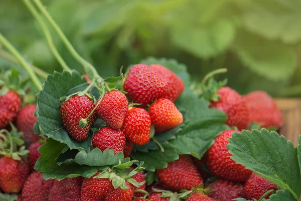 Frische Erdbeeren Vom Bauernhof Zurück Zur Naturlandwirtschaft Erdbeerfrüchte Wachstum Auf — Stockfoto