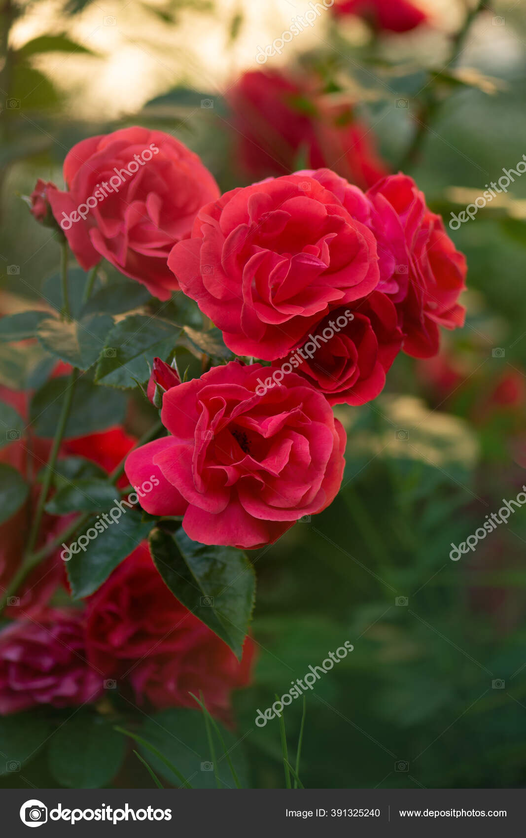 Latar Belakang Taman Merah Bunga Mawar Mawar Merah Semak Semak Stok Foto C Lesichkalll27 Gmail Com 391325240
